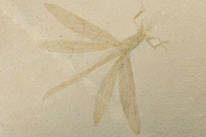 Fossil Dragonfly (Stenophlebia?) - Solnhofen Limestone #190190